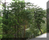 a f1001 ca_257 tree sideways_1.jpg (63515 bytes)