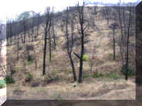 b f1003ca rd_370 burned_1.JPG (58238 bytes)