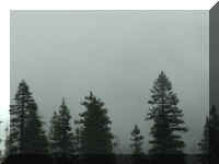 d f1004ca nv_157 foggy trees_1.JPG (23547 bytes)