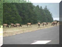 a   f0917 or nbsp_319 ap elk_1.JPG (35142 bytes)