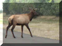 a   f0917 or nbsp_324 ap elk_1.JPG (33742 bytes)