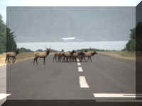 a   f0917 or nbsp_325 ap elk crossing_1.JPG (25568 bytes)