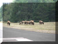 a   f0917 or nbsp_329 ap elk feeding_1.JPG (36620 bytes)