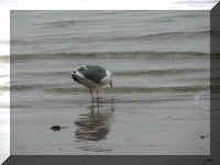 a f0918or_159 seagull_1.JPG (29555 bytes)