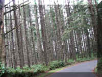 a f0918or_174 pine trees_1.JPG (74090 bytes)