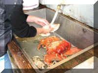 d f0920or till_540 cg2_1.JPG (52554 bytes)