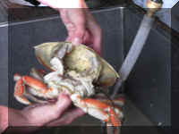 d f0920or till_548 cg6_1.JPG (37987 bytes)