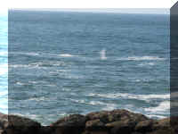 a f0922or shr_359 w blow_1.JPG (47199 bytes)