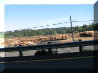 b f0926or_308 woodchips_1.JPG (36547 bytes)