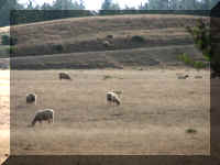 d f0927or blanco_304 sheep_1.JPG (43004 bytes)