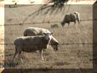 d f0927or blanco_307 sheep_1.JPG (51611 bytes)