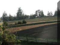 d f0927or blanco_401 cranberry_1.JPG (41635 bytes)