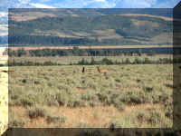 a f0815trr_110 moose_1.JPG (59609 bytes)