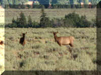 a f0815trr_113 moose_1.JPG (53035 bytes)