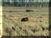 a f0815trr_116 moose_1.JPG (53455 bytes)