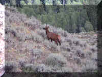 a f0815trr_214 moose_1.JPG (56363 bytes)