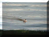 a f0829wa_100 boat man boat_1.JPG (39694 bytes)