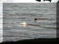 a f0830wa_211 boat man boatdog_1.JPG (44886 bytes)