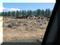 a f0901wa_178 rd fruit3_1.JPG (45669 bytes)