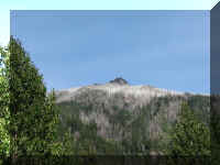 a f0902wa _278 dead trees_1.JPG (43380 bytes)