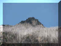 a f0902wa _279 dead trees_1.JPG (35132 bytes)