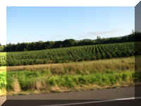 a f0909wa mr_568 tree farm_1.JPG (37483 bytes)
