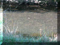 a f0910wa wp_102 camp river_1.JPG (51839 bytes)