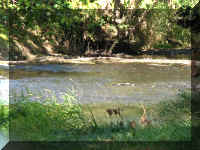 a f0910wa wp_103 camp river_1.JPG (69912 bytes)