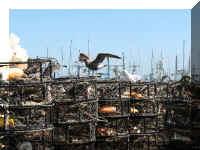 a f0910wa wp_219 traps_1.JPG (60415 bytes)