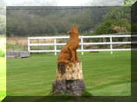 a f0910wa wp_331 coyote_1.JPG (46768 bytes)