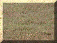 a f0910wa wp_337 cranberries_1.JPG (68295 bytes)