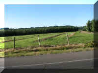 a f0910wa wp_465 pop tree plant_1.JPG (36272 bytes)