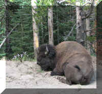 a f0810ys_181 buffalo side of road_1.jpg (72765 bytes)
