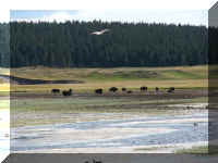 a f0810ys_218 herd buf_1.JPG (48083 bytes)