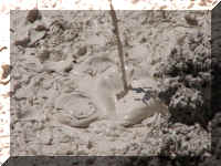 a f0811ys_192 pp strm_1.JPG (55735 bytes)