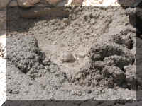 a f0811ys_206 pp blb_1.JPG (69428 bytes)