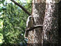 a f0811ys_334 lnc bird_1.JPG (72548 bytes)