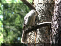 a f0811ys_335 bird lun ey_1.JPG (63089 bytes)