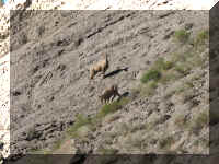 a f0811ys_540 2 shep hl_1.JPG (75453 bytes)