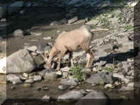 a f0811ys_549 shep drink_1.JPG (58944 bytes)