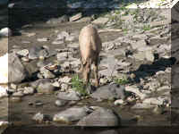 a f0811ys_559 shep eat_1.JPG (62933 bytes)