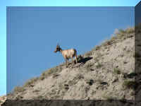 a f0811ys_570 shep tp hl_1.JPG (38728 bytes)