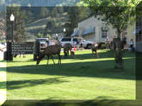 a f0811ys_585 mose twn2_1.JPG (61552 bytes)