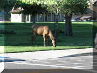 a f0811ys_607 mose sidwlk_1.JPG (53237 bytes)