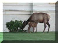 a f0811ys_620 mose wby_1.JPG (38065 bytes)