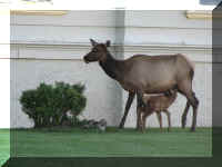 a f0811ys_621 mose by nurs_1.JPG (38161 bytes)