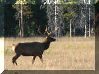 a f0811ys_644 mse alg rd _1.JPG (44229 bytes)