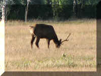 a f0811ys_645 mose alg rd eat_1.JPG (44040 bytes)