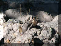 a f0812ys_129 chpmnk1_1.JPG (60460 bytes)