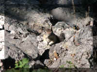 a f0812ys_130 chpmnk2_1.JPG (63164 bytes)